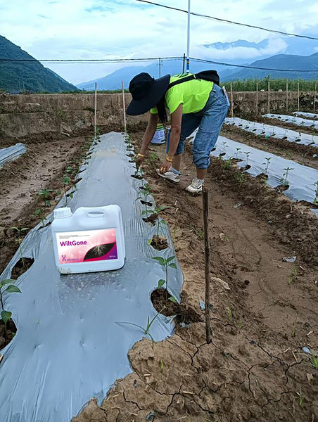 WiltGone Fungicides for agricultural use Concentrate Fungicide Use on Plants