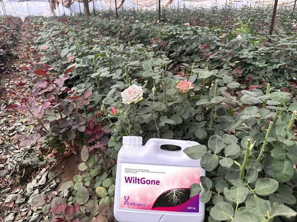 WiltGone Fungicides for agricultural use Concentrate Fungicide Use on Plants